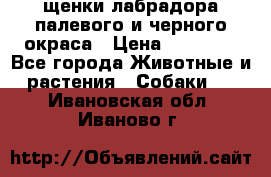 щенки лабрадора палевого и черного окраса › Цена ­ 30 000 - Все города Животные и растения » Собаки   . Ивановская обл.,Иваново г.